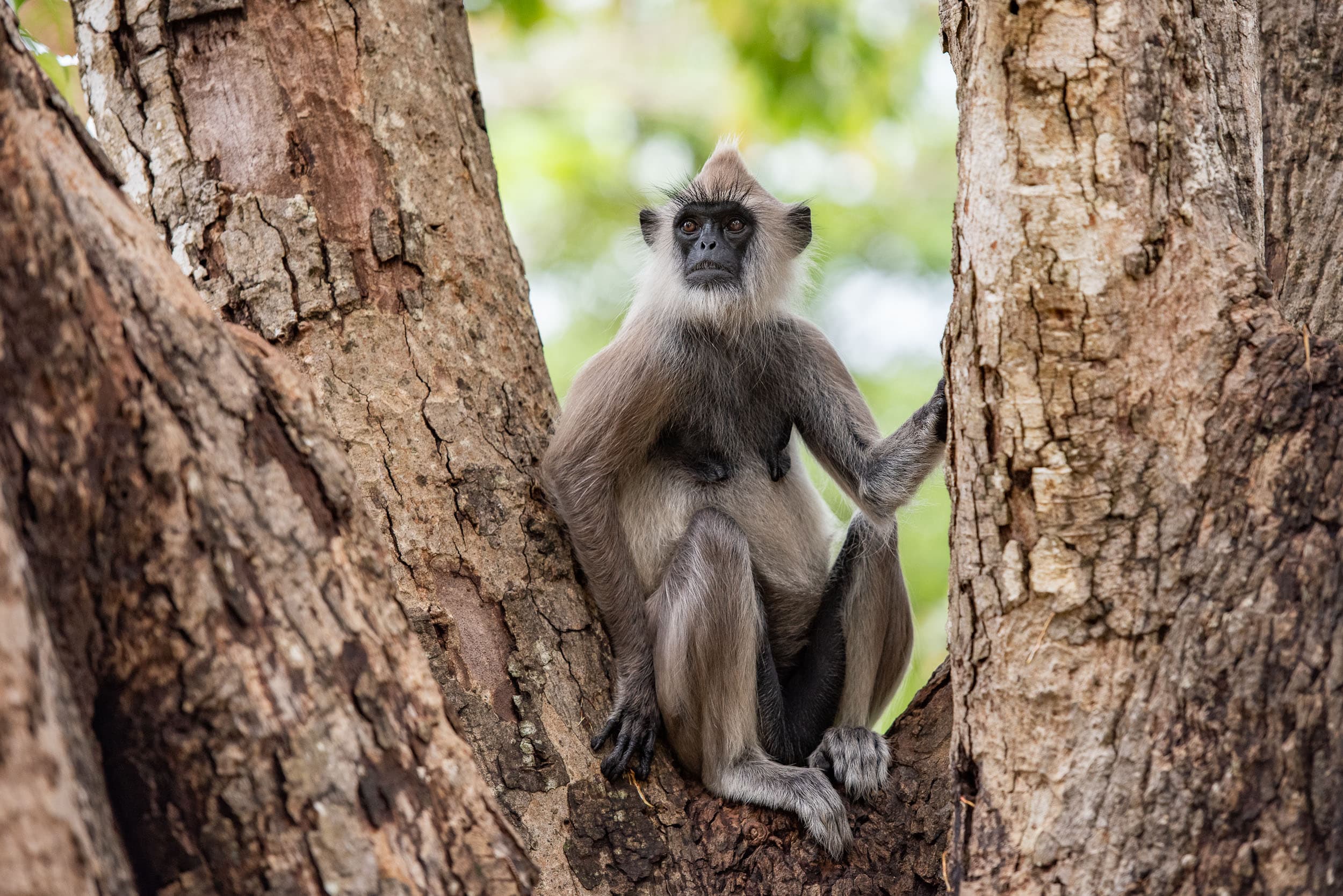 Srí Lanka - ideálna kombinácia – fotka 3