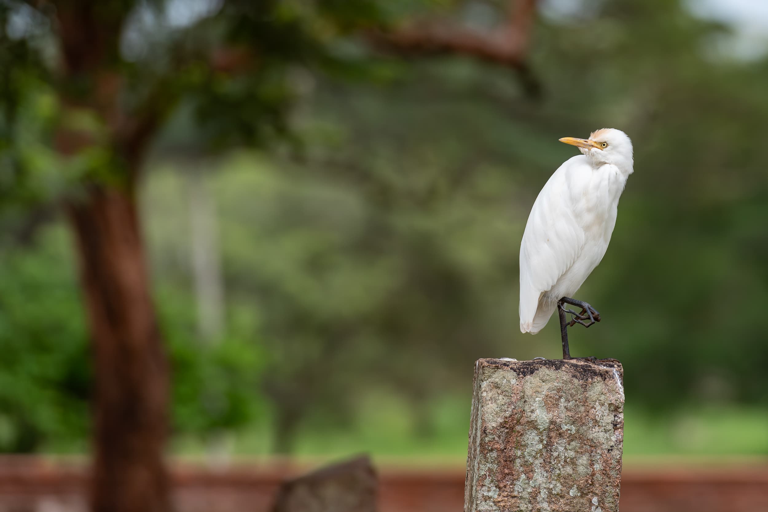 Srí Lanka - ideálna kombinácia – fotka 5